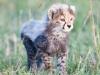 Cheetah Cub